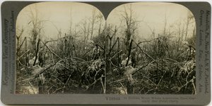 Uniformierter Mann geht durch ein Gebiet mit zerstörten Bäumen. Keystone Stereograph Nummer V18948 von Keystone View Company